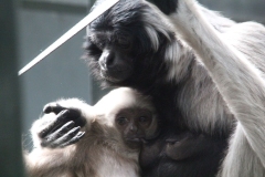 Twycross-025