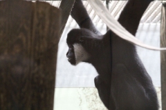 Twycross-026