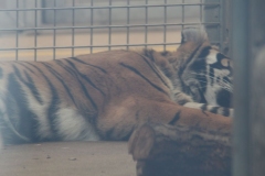 Twycross-027