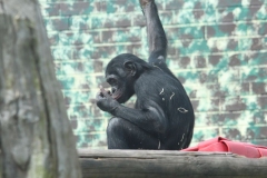 Twycross-030