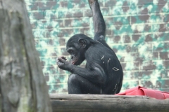 Twycross-031