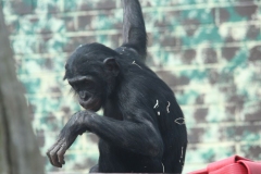 Twycross-032