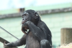Twycross-033