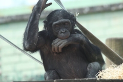 Twycross-034