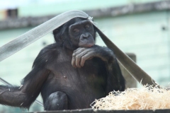 Twycross-035