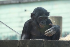 Twycross-036