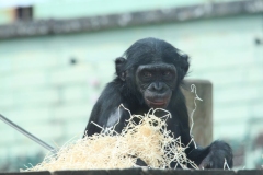 Twycross-037
