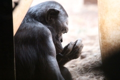 Twycross-038