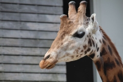 Twycross-039