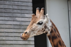 Twycross-040
