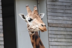 Twycross-041