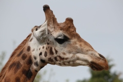 Twycross-042