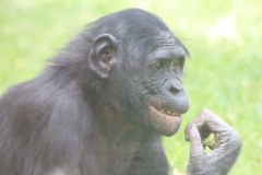 Twycross-045