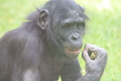 Twycross-046