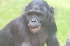 Twycross-047