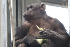 Twycross-048