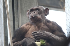 Twycross-049