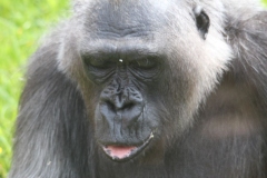 Twycross-051