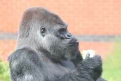 Twycross-052