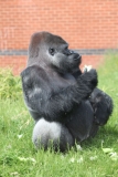 Twycross-053
