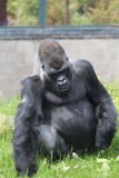 Twycross-054
