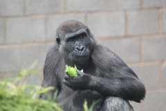 Twycross-055