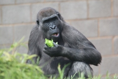 Twycross-056