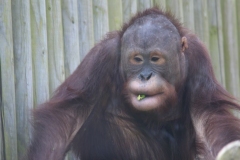 Twycross-057