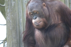 Twycross-059