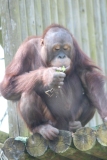 Twycross-060