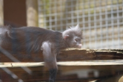 Twycross-061