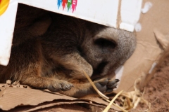 Twycross-063