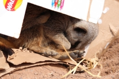Twycross-064
