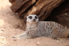 Twycross-065