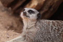 Twycross-066