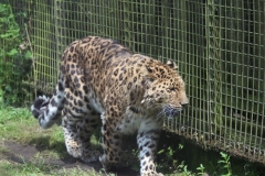 Twycross-067