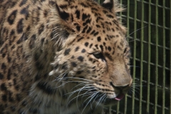 Twycross-068