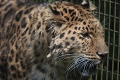 Twycross-069