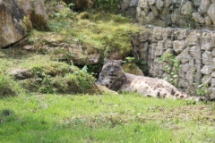 Twycross-070