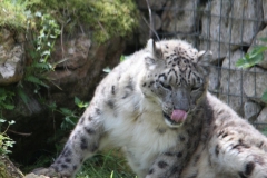 Twycross-071