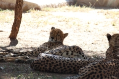 Endangered-003