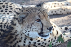 Endangered-005