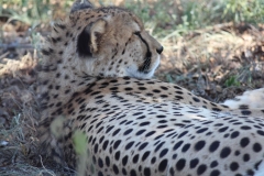 Endangered-006