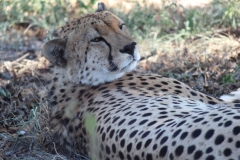 Endangered-007