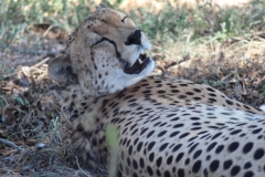 Endangered-008