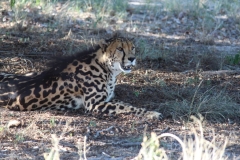 Endangered-009