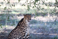 Endangered-010