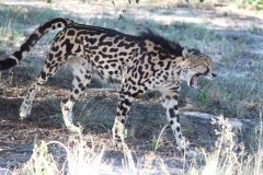 Endangered-011