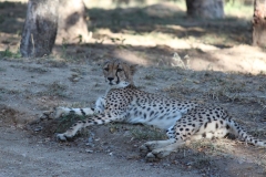 Endangered-020