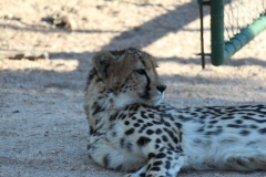 Endangered-021